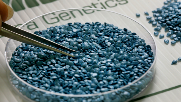 Seeds of hybrid cherry tomatoes at Hazera Genetics laboratory, Israel. Photo: Getty